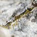 Weissia condensa - Photo (c) Konrad and Roland Greinwald, algunos derechos reservados (CC BY-NC), subido por Konrad and Roland Greinwald