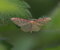 Idaea humiliata