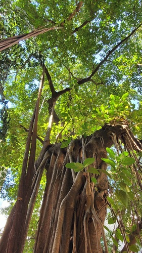 Ficus altissima
