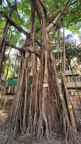 Ficus altissima