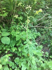 Thaspium chapmanii