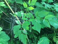 Thaspium chapmanii