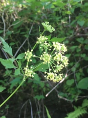 Thaspium chapmanii