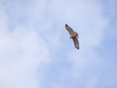 Buteo jamaicensis