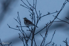 Turdus pilaris