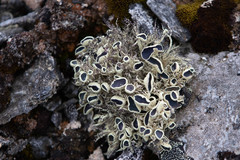 Usnea aurantiaco-atra