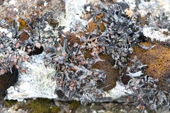Pseudephebe