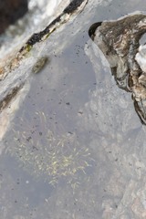 Cryptopygus antarcticus