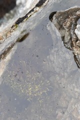 Cryptopygus antarcticus