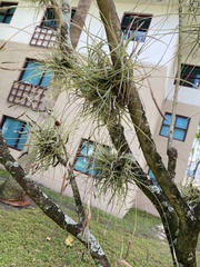 Tillandsia recurvata image