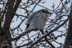 Lanius excubitor