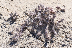 Grusonia grahamii
