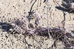 Grusonia grahamii