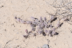 Grusonia grahamii