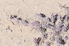 Grusonia grahamii