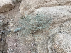 Artemisia judaica