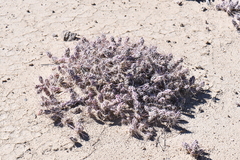 Grusonia grahamii