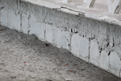 Pygochelidon cyanoleuca