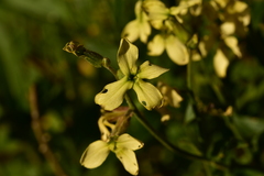 Hesperis laciniata