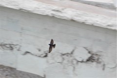 Pygochelidon cyanoleuca