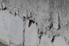 Pygochelidon cyanoleuca