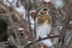Turdus pilaris