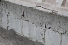 Pygochelidon cyanoleuca