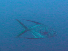 Trachinotus rhodopus