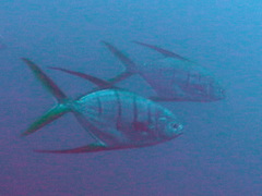 Trachinotus rhodopus
