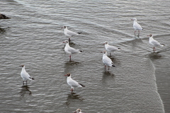 Chroicocephalus maculipennis