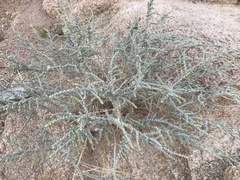 Artemisia judaica