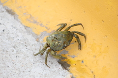 Carcinus maenas