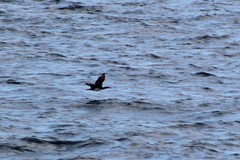 Leucocarbo magellanicus