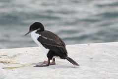 Leucocarbo atriceps