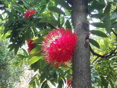Brownea ariza