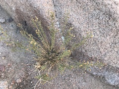 Chiliadenus iphionoides