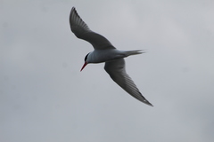 Sterna hirundinacea
