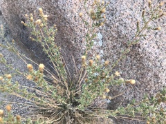 Chiliadenus iphionoides