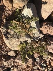 Fagonia mollis