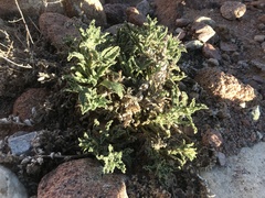 Alkanna orientalis