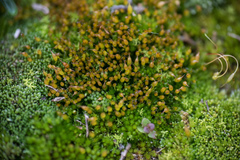 Tortula protobryoides