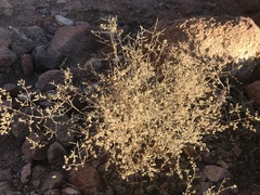 Artemisia sieberi