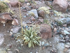 Verbascum sinaiticum