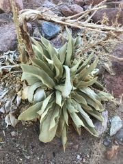 Verbascum sinaiticum
