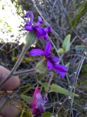 Senecio macrocephalus