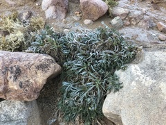 Alkanna orientalis
