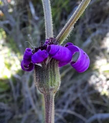 Senecio macrocephalus