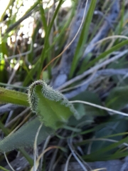 Senecio macrocephalus