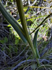 Senecio macrocephalus