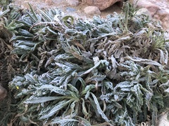 Alkanna orientalis